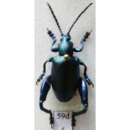 Sagra femorata (Drury, 1773) Indonesia, Java59d